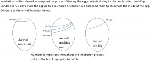 Air Cell Development