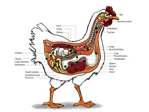 chicken diseases